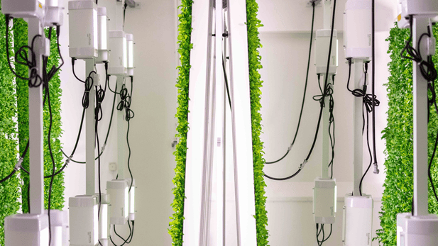 A view inside a vertical farming operation